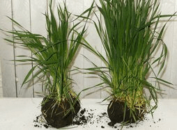 Микроудобрения: Стимуляция роста и развития растений