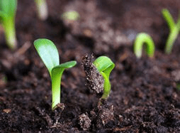 Микроудобрения: Увеличение энергии прорастания и всхожести семян на 20-30%